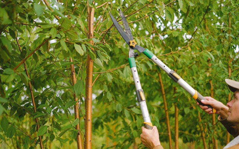 Tree trimming in Dundee, OR