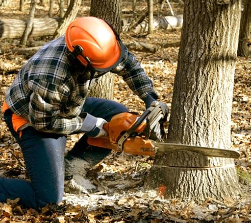 Tree Removal in Dundee, OR